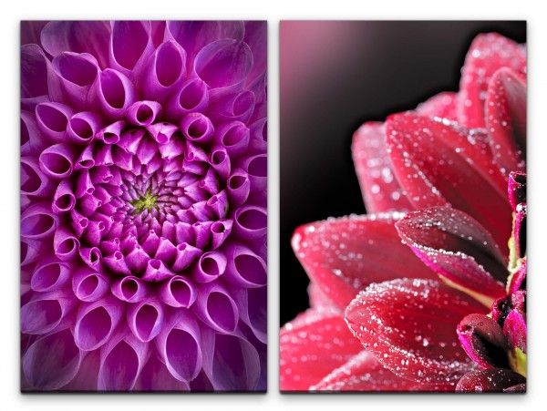 Paul Sinus Art 2 Bilder je 60x90cm Dahlie Zinnien Rote Blüte Sommer Rosa Sinnlich Duftend