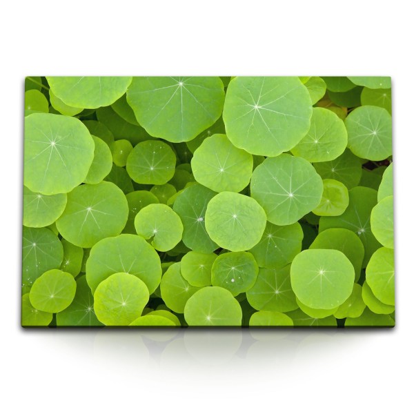 Paul Sinus Art 120x80cm Wandbild auf Leinwand Grüne Pflanzenblätter Wasserpflanzen Grün Natur