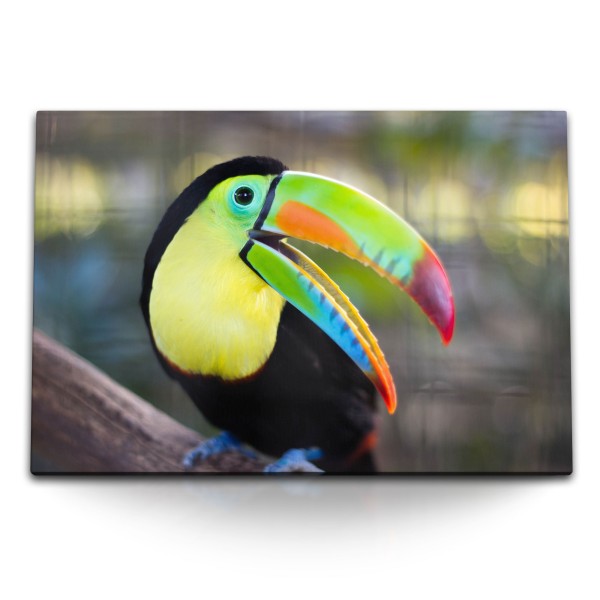 Paul Sinus Art 120x80cm Wandbild auf Leinwand Tukan Vogel Exotisch Tropisch Tierfotografie Farbenfroh