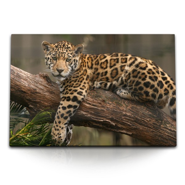 120x80cm Wandbild auf Leinwand Tierfotografie junger Jaguar auf Baumstamm