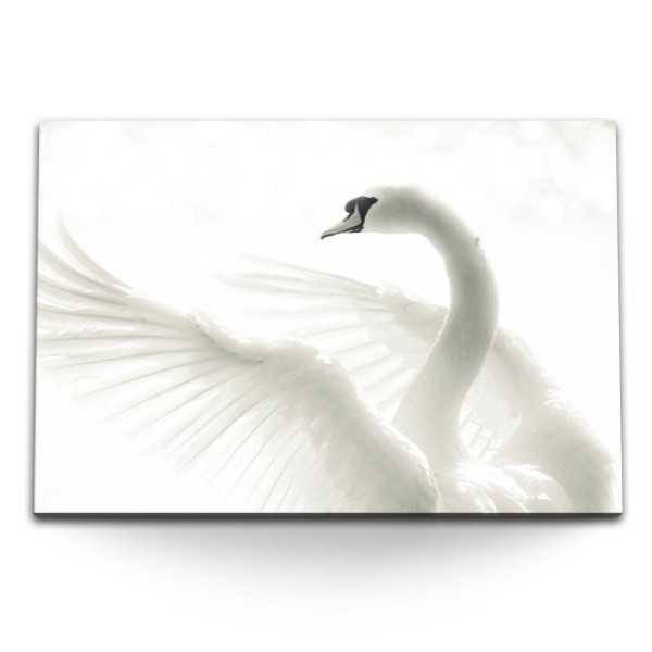 Paul Sinus Art 120x80cm Wandbild auf Leinwand Weißer Schwan Tierfotografie Hell Kunstvoll Federkleid