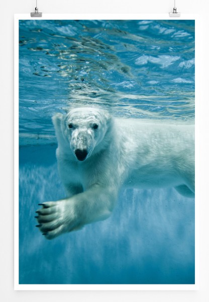 Paul Sinus Art 90x60cm Poster Tierfotografie Schwimmender Polarbär im Wasser