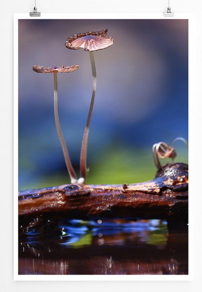 Paul Sinus Art Naturfotografie 60x90cm Poster Kleine Pilze auf Holzstück