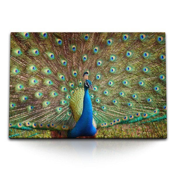 Paul Sinus Art 120x80cm Wandbild auf Leinwand Pfau Federkleid Tierfotografie Farbenfroh Bunt