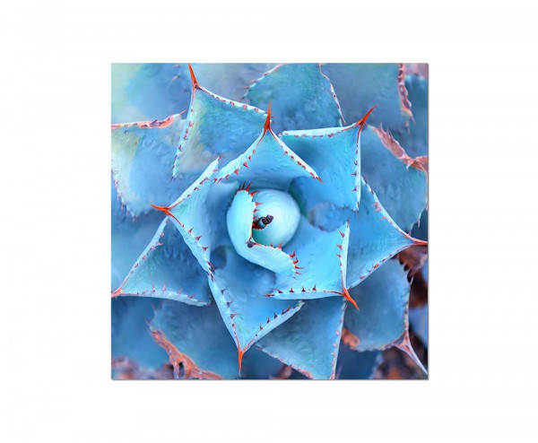 Paul Sinus Art 80x80cm Agave Pflanze Nahaufnahme blaugrau