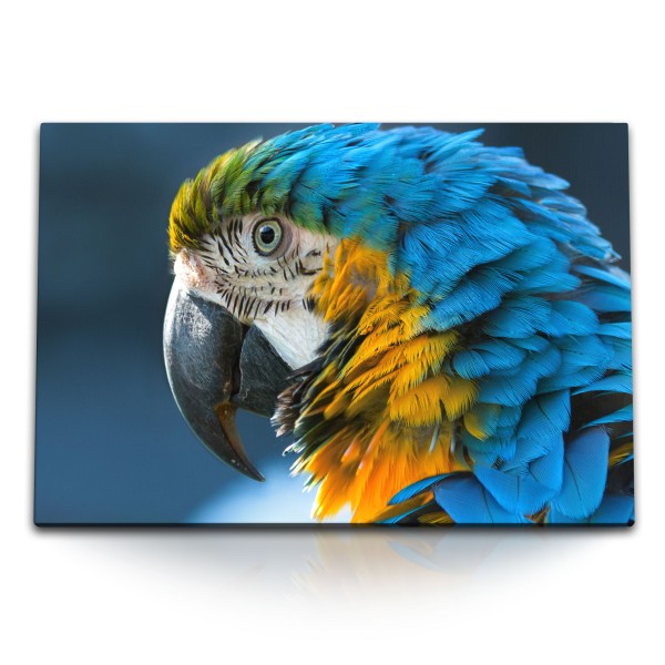 Paul Sinus Art 120x80cm Wandbild auf Leinwand Papagei Bunt Farbenfroh Exotisch Tierfotografie