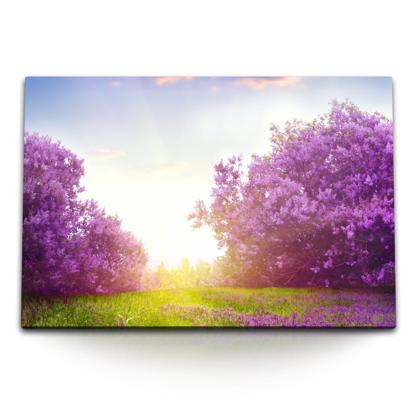 Paul Sinus Art 120x80cm Wandbild auf Leinwand Violette Baumblüten Frühling Blüte Natur Sonnenschein