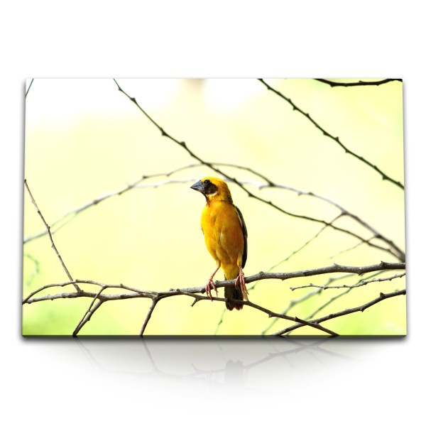 Paul Sinus Art 120x80cm Wandbild auf Leinwand Webervogel gelber Vogel Ast Vogelfotografie Natur