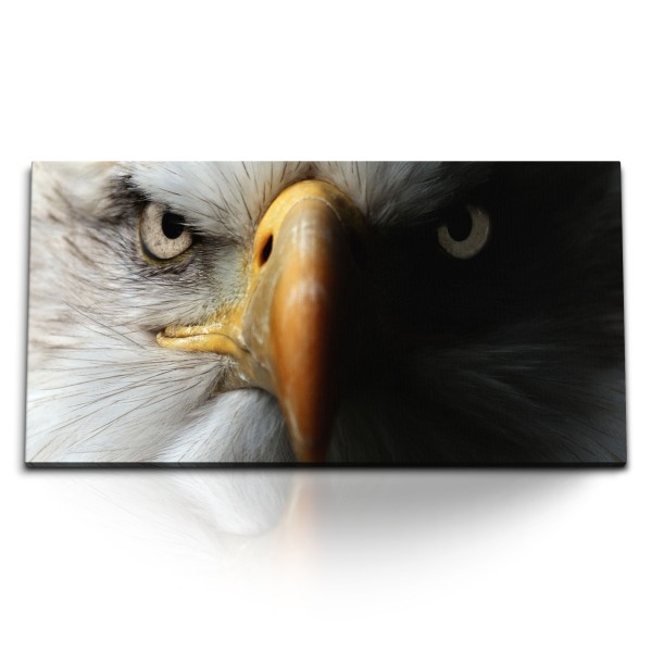 Paul Sinus Art Kunstdruck Bilder 120x60cm Amerikanischer Weißkopfadler Adler Schnabel Greifvogel