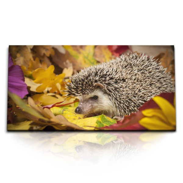 Paul Sinus Art Kunstdruck Bilder 120x60cm Igel Herbstblätter Tierfotografie Herbst Natur