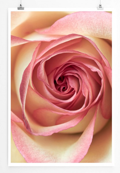 Paul Sinus Art Cremefarbene Rose 60x90cm Poster