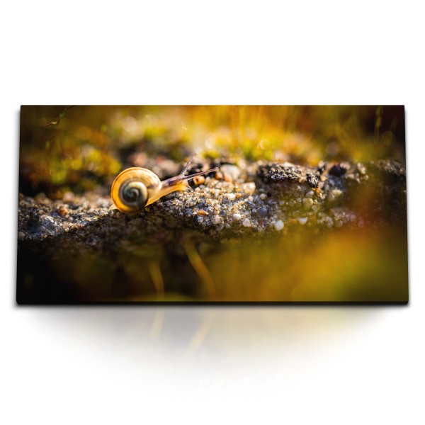 Paul Sinus Art Kunstdruck Bilder 120x60cm Schnecke Fotokunst Makro Natur Tierfotografie