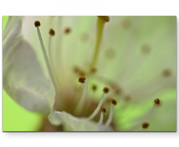 Paul Sinus Art Nahaufnahme einer Kirschblüte - Leinwandbild