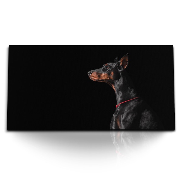 Paul Sinus Art Kunstdruck Bilder 120x60cm Dobermann Tierfotografie Hund schwarzer Hintergrund