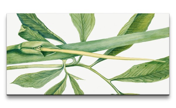 Paul Sinus Art Remaster 120x60cm Botanische Vintage Illustration Pflanze Kunstvoll Dekorativ Grün