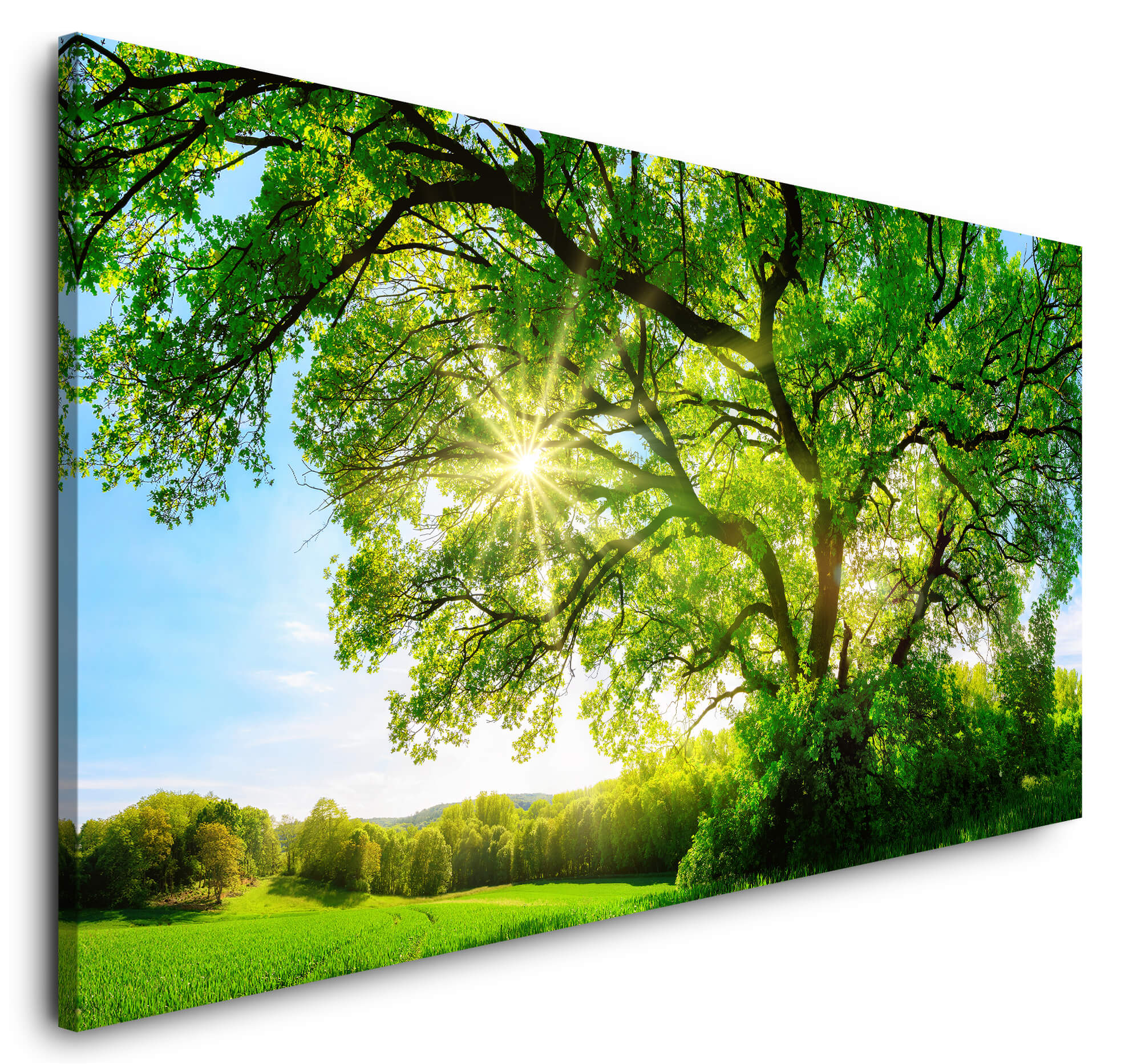 Grün Natur Preisen - Art & zu Baumkrone GmbH Wohnaccessoires Eiche Wandbilder Leinwandbild | Geschenke fairen Sonnenstrahlen Baum Sinus Designs, Großer Einzigartige , 120x60cm