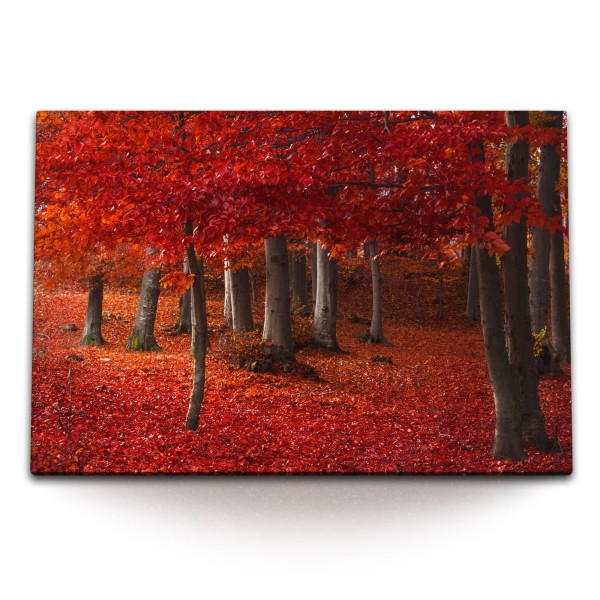 Paul Sinus Art 120x80cm Wandbild auf Leinwand Wald Bäume Herbst rote Blätter Herbstblätter