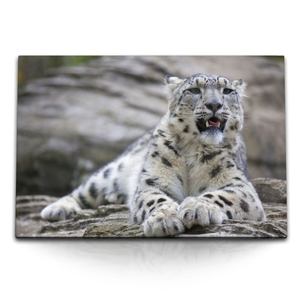 Paul Sinus Art 120x80cm Wandbild auf Leinwand Schneeleopard Leopard Tierfotografie Raubkatze Raubtier