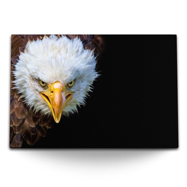 Paul Sinus Art 120x80cm Wandbild auf Leinwand Weißkopfadler Adler Tierfotografie Seeadler schwarzer Hintergrund