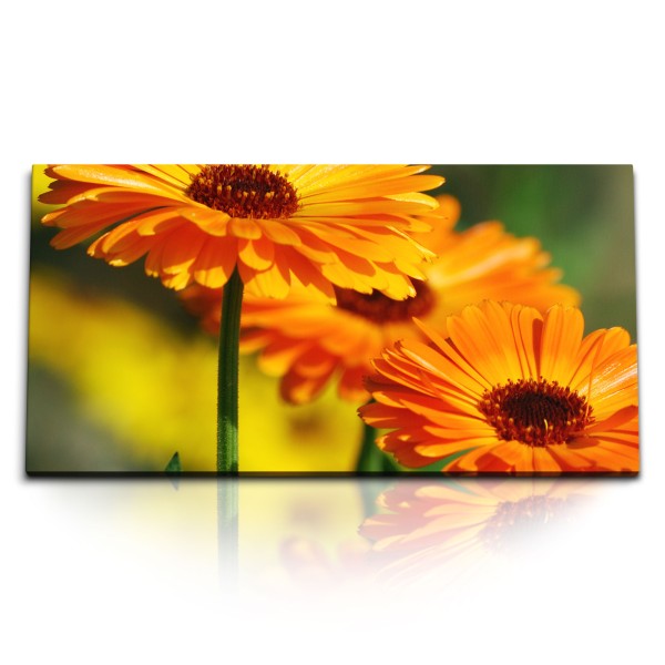 Paul Sinus Art Kunstdruck Bilder 120x60cm Ringelblume Orange Blumen Blüten Sommer Sonnenschein