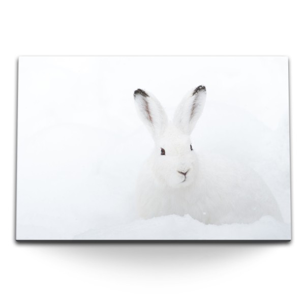 Paul Sinus Art 120x80cm Wandbild auf Leinwand Weißer Hase im Schnee Winter Tierfotografie Schneehase