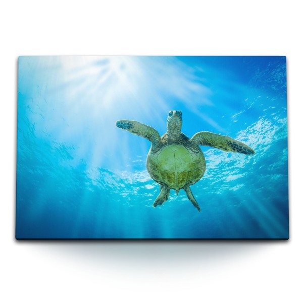 Paul Sinus Art 120x80cm Wandbild auf Leinwand Wasserschildkröte unter Wasser Ozean Blau Sonnenstrahlen