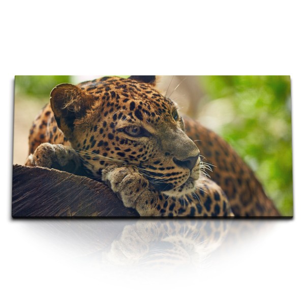 Paul Sinus Art Kunstdruck Bilder 120x60cm Jaguar im Dschungel Tierfotografie Raubkatze Grün