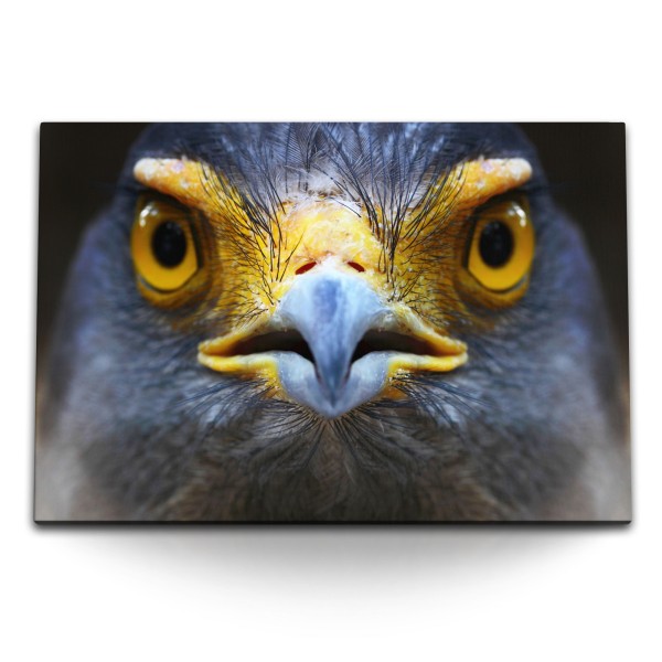 Paul Sinus Art 120x80cm Wandbild auf Leinwand Schlangenweihe Vogel Tierfotografie Porträt Schnabel