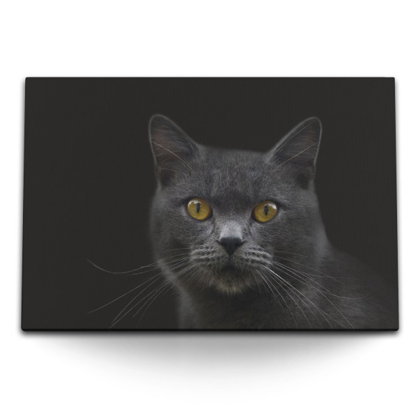 120x80cm Wandbild auf Leinwand Grauer Kater Katze schwarzer Hintergrund Tierfotografie