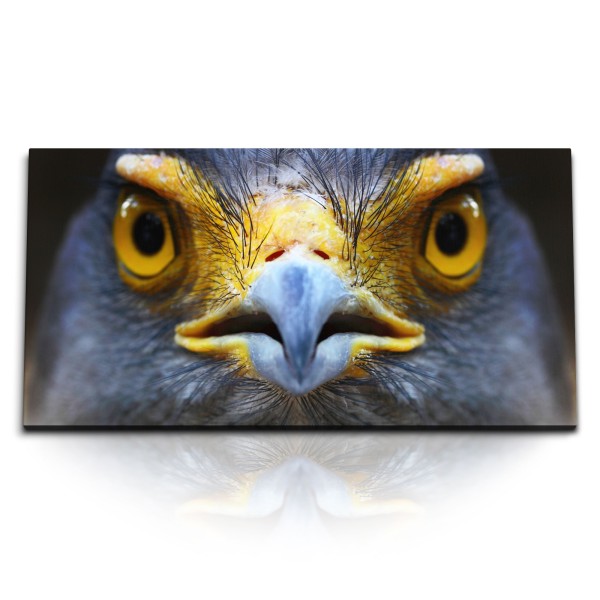 Paul Sinus Art Kunstdruck Bilder 120x60cm Schlangenweihe Vogel Tierfotografie Porträt Schnabel