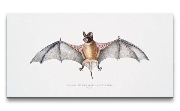 Paul Sinus Art Remaster 120x60cm Alte Illustration Zoologie Fledermaus Vintage Evolution Forschung Dekorativ