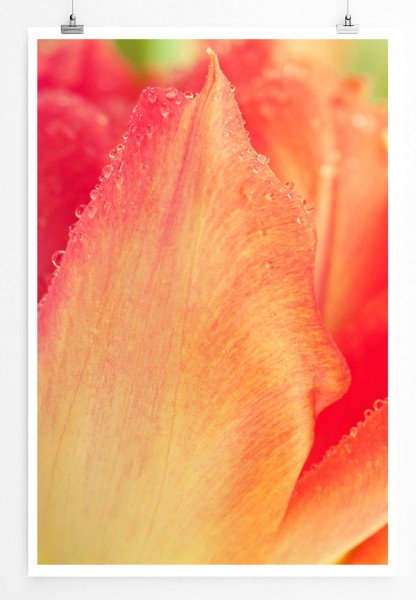 Paul Sinus Art Naturfotografie 60x90cm Poster Rot orange Tulpe