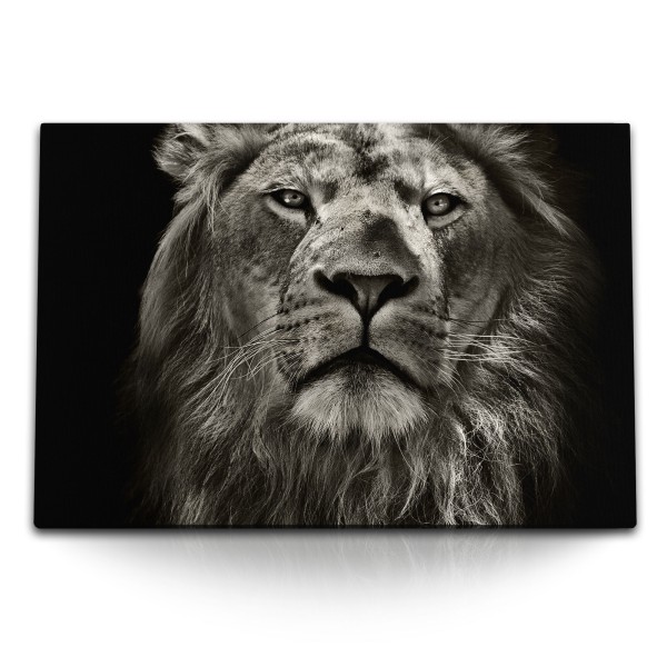 Paul Sinus Art 120x80cm Wandbild auf Leinwand Tierfotografie Löwen Porträt Raubkatze Dunkel