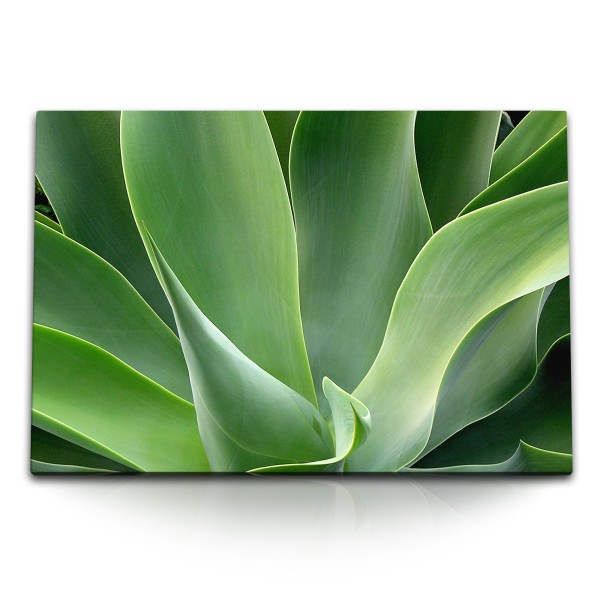 Paul Sinus Art 120x80cm Wandbild auf Leinwand Grüne Pflanze Aloe Vera Fotokunst Nahaufnahme