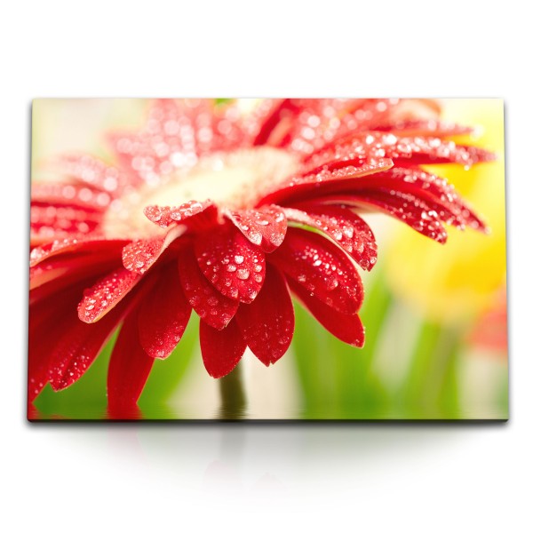 Paul Sinus Art 120x80cm Wandbild auf Leinwand Gerbera Blüte rote Blume Wassertropfen Sonnenschein