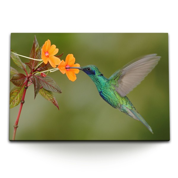 Paul Sinus Art 120x80cm Wandbild auf Leinwand Exotische Blume Kolibri kleiner Vogel Tropisch