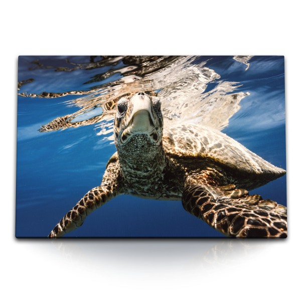 Paul Sinus Art 120x80cm Wandbild auf Leinwand Seeschildkröte unter Wasser Blau Tierfotografie Ozean