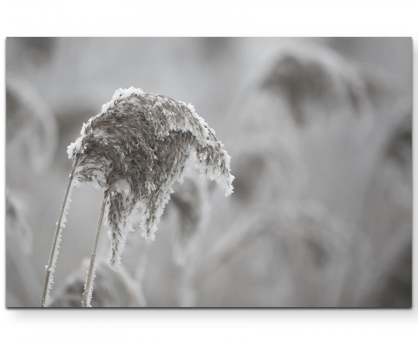 Paul Sinus Art Frost auf Grashalm - Leinwandbild