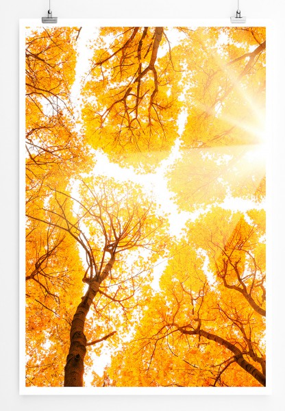 Paul Sinus Art 90x60cm Poster Naturfotografie Herbstliche Baumkronen im Sonnenschein