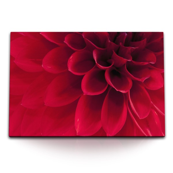 Paul Sinus Art 120x80cm Wandbild auf Leinwand Rote Dahlienblüte Dahlie Blume Blüte Nahaufnahme