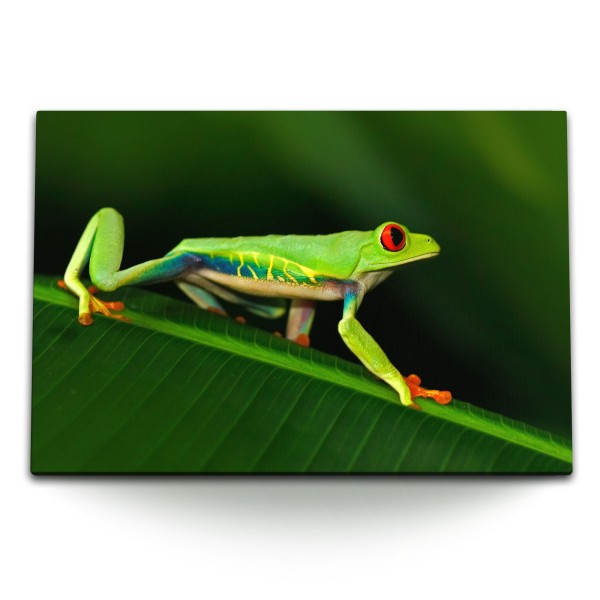 Paul Sinus Art 120x80cm Wandbild auf Leinwand Frosch Tierfotografie Grün Dschungel Tropisch