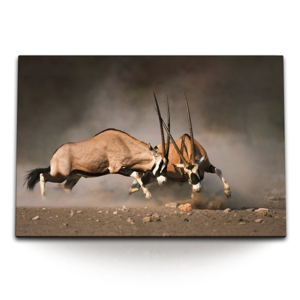 Paul Sinus Art 120x80cm Wandbild auf Leinwand Bullenkampf Spießbock Natur Tierfotografie Afrika