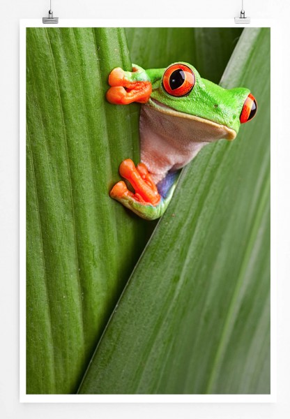 Paul Sinus Art 60x90cm Tierfotografie Poster Neugieriger Rotaugenlaubfrosch