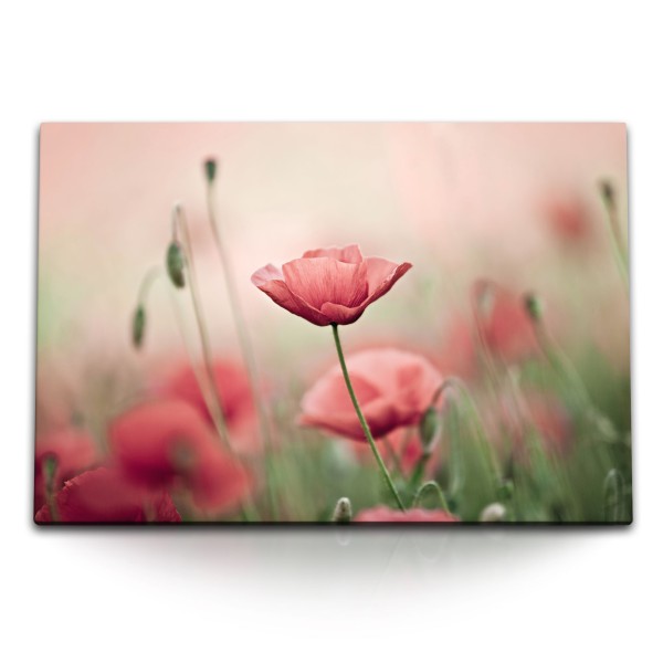 Paul Sinus Art 120x80cm Wandbild auf Leinwand Mohnblume Wildblume Feldblume rote Blüte Natur