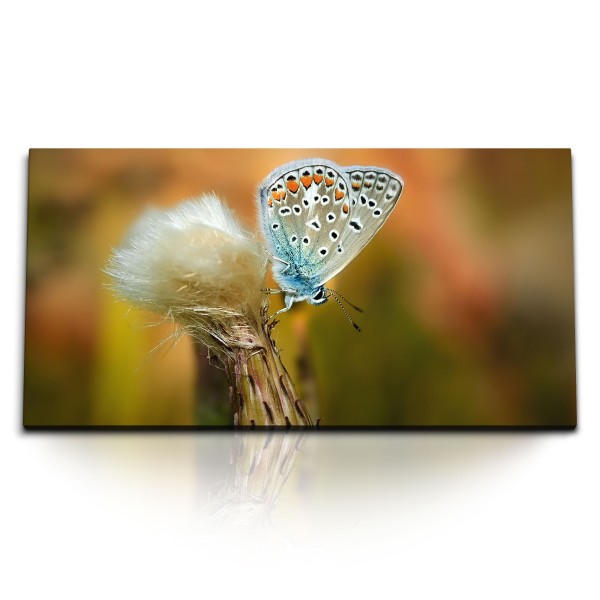 Paul Sinus Art Kunstdruck Bilder 120x60cm Makro Schmetterling Nahaufnahme Natur Pusteblume