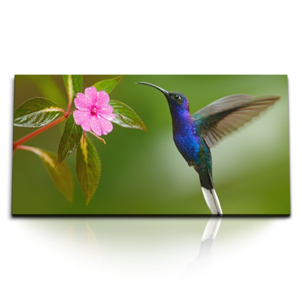 Paul Sinus Art Kunstdruck Bilder 120x60cm Kolibri kleiner Vogel Exotisch Blume Blüte