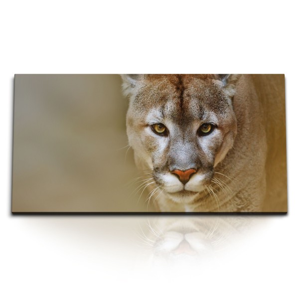 Paul Sinus Art Kunstdruck Bilder 120x60cm Puma Raubkatze Tierfotografie Raubtier Katze