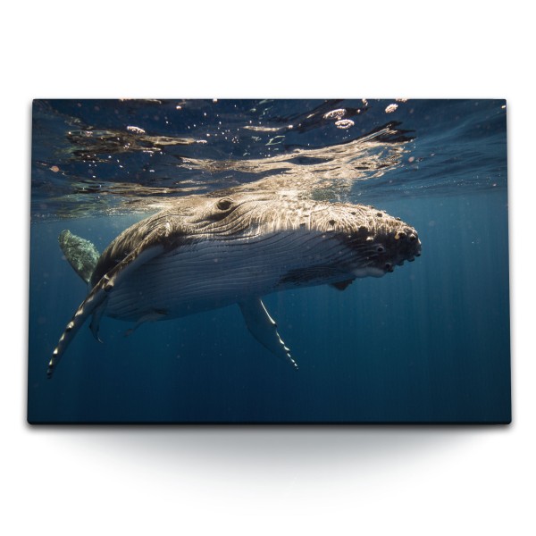 Paul Sinus Art 120x80cm Wandbild auf Leinwand Buckelwal Wal unter Wasser Ozean Tierfotografie