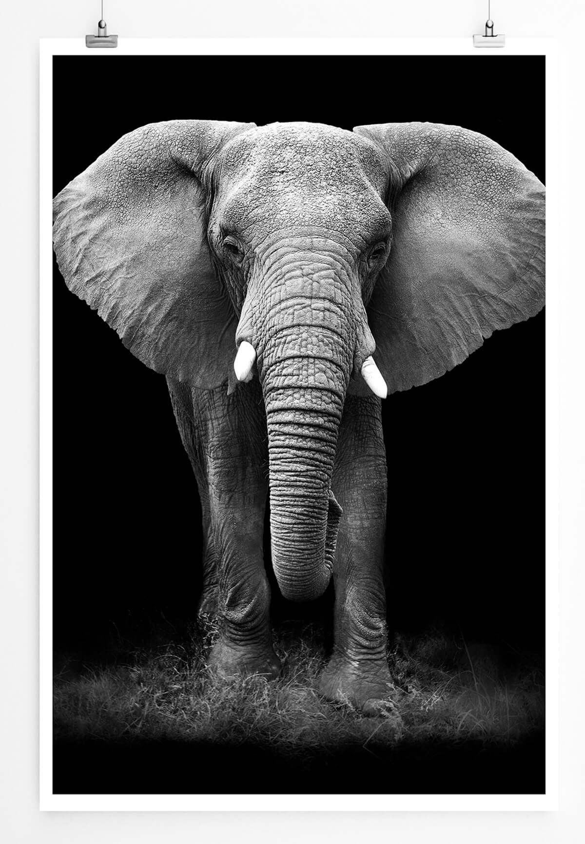 Elefant Windschutzscheibe Sonnenschutz, Animal Print Schwarz Weiß