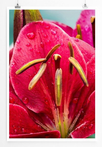 Paul Sinus Art 90x60cm Poster Naturfotografie Pinke Blume mit Tau